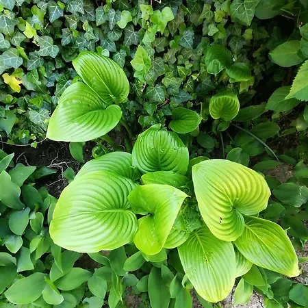 Agnes Nyaralohaz Dom wakacyjny *